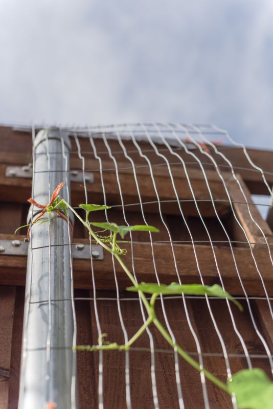 Vineyard Trellis Installation in Conroe, TX